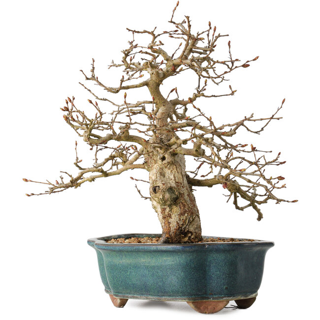 Carpinus coreana, 27 cm, ± 35 ans