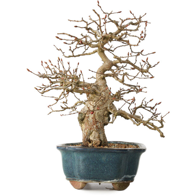 Carpinus coreana, 27 cm, ± 35 years old