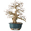 Carpinus coreana, 27 cm, ± 35 ans