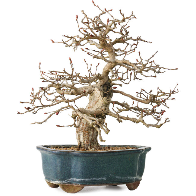 Carpinus coreana, 27 cm, ± 35 years old