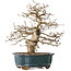 Carpinus coreana, 27 cm, ± 35 jaar oud