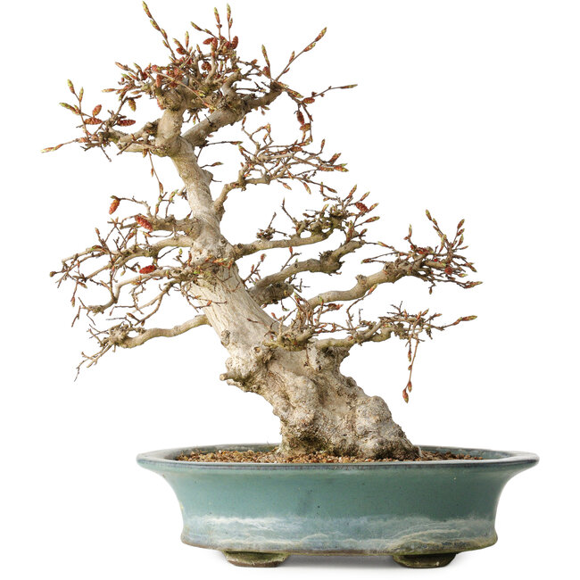 Carpinus coreana, 38 cm, ± 35 jaar oud