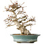 Carpinus coreana, 38 cm, ± 35 jaar oud