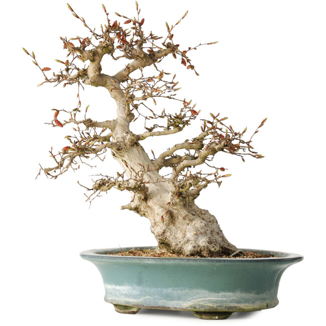 Carpinus coreana, 38 cm, ± 35 Jahre alt