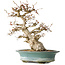 Carpinus coreana, 38 cm, ± 35 jaar oud