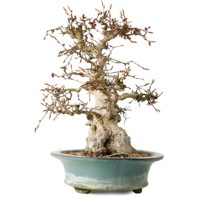 Carpinus coreana, 38 cm, ± 35 ans