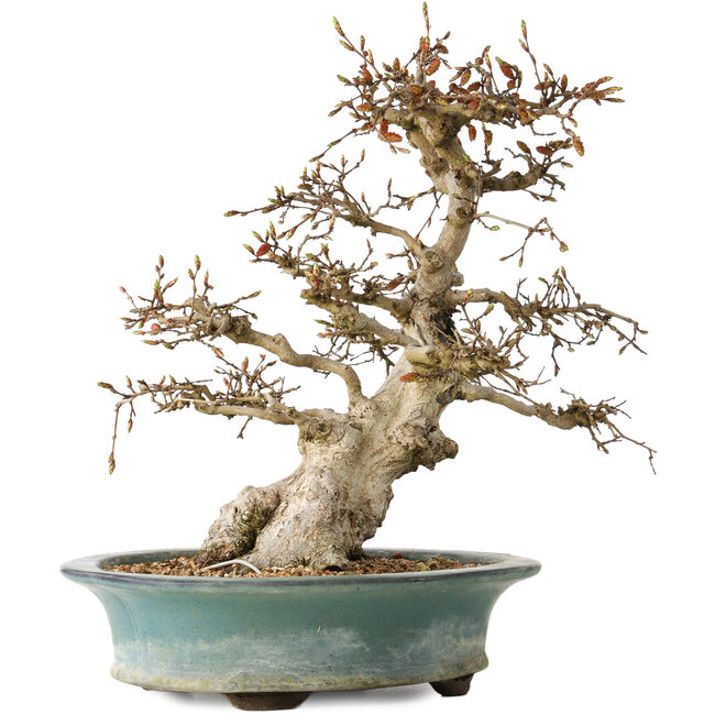 Carpinus coreana, 38 cm, ± 35 anni