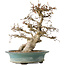 Carpinus coreana, 38 cm, ± 35 jaar oud