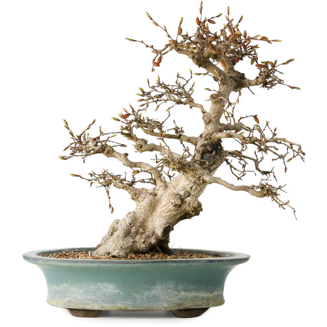Carpinus coreana, 38 cm, ± 35 anni
