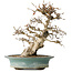 Carpinus coreana, 38 cm, ± 35 jaar oud