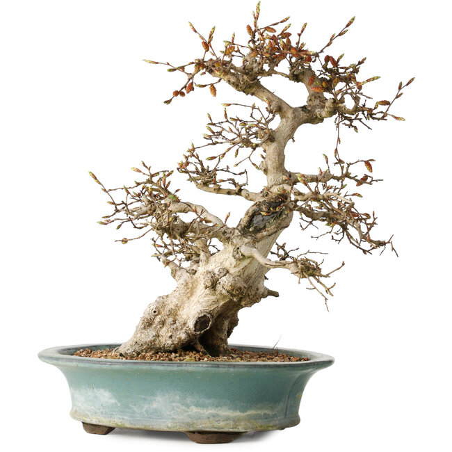 Carpinus coreana, 38 cm, ± 35 ans