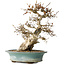 Carpinus coreana, 38 cm, ± 35 jaar oud