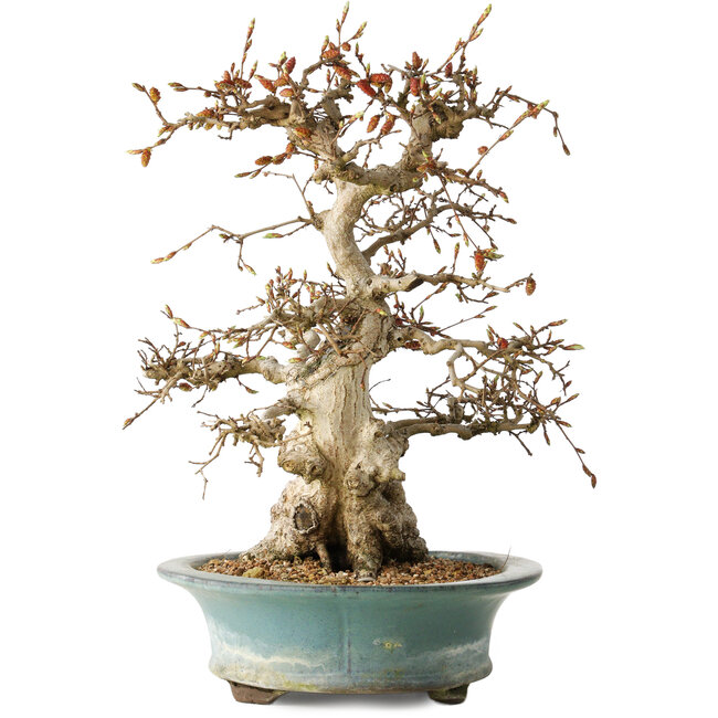 Carpinus coreana, 38 cm, ± 35 anni