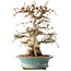 Carpinus coreana, 38 cm, ± 35 jaar oud