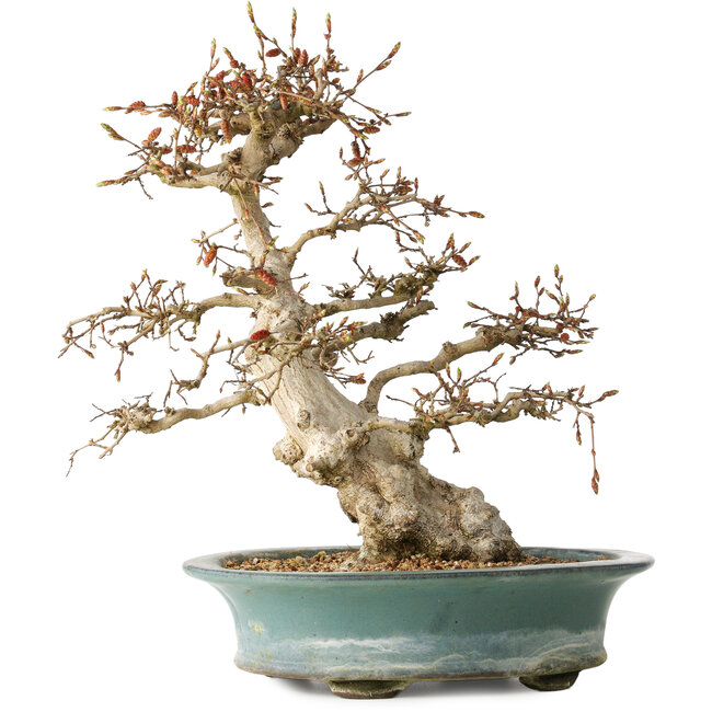 Carpinus coreana, 38 cm, ± 35 jaar oud