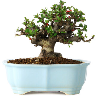 Yixing Chaenomeles speciosa, 14 cm, ± 30 jaar oud