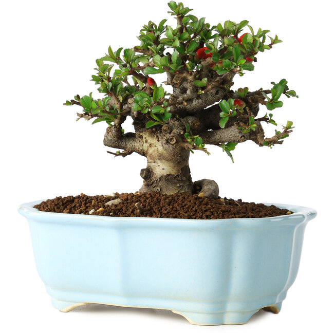 Chaenomeles speciosa, 14 cm, ± 30 años, con flores rojas, en una maceta china moldeada por Yixing