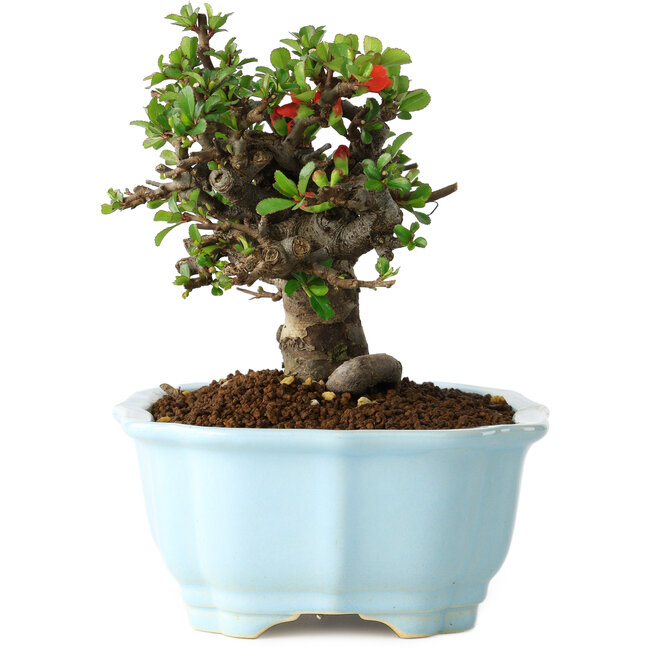 Chaenomeles speciosa, 14 cm, ± 30 años, con flores rojas, en una maceta china moldeada por Yixing