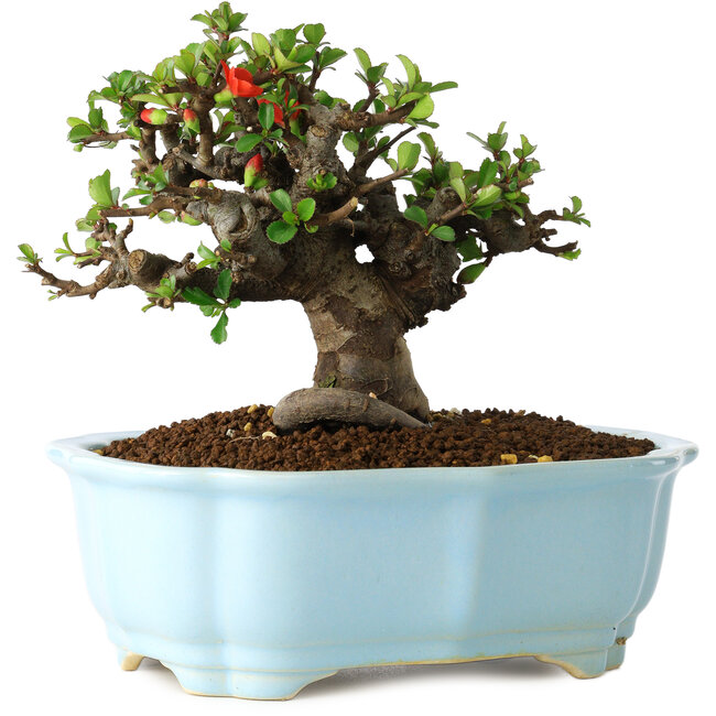 Chaenomeles speciosa, 14 cm, ± 30 jaar oud, met rode bloemen, in een Chinese gegoten pot van Yixing