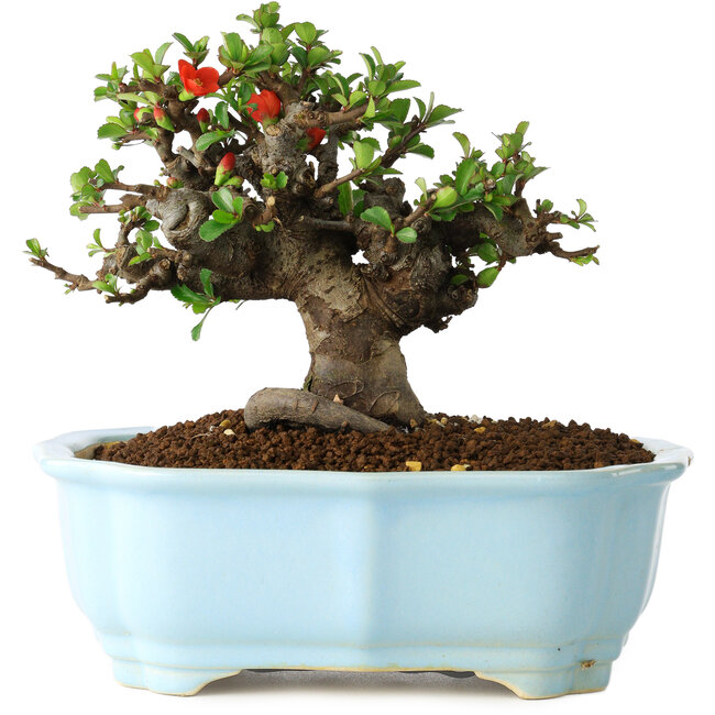 Chaenomeles speciosa, 14 cm, ± 30 anni, con fiori rossi, in un vaso cinese modellato da Yixing