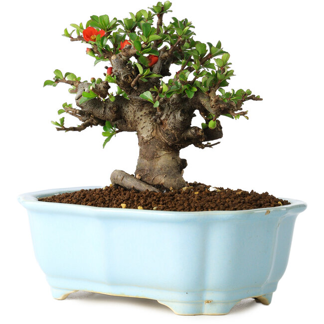 Chaenomeles speciosa, 14 cm, ± 30 anni, con fiori rossi, in un vaso cinese modellato da Yixing