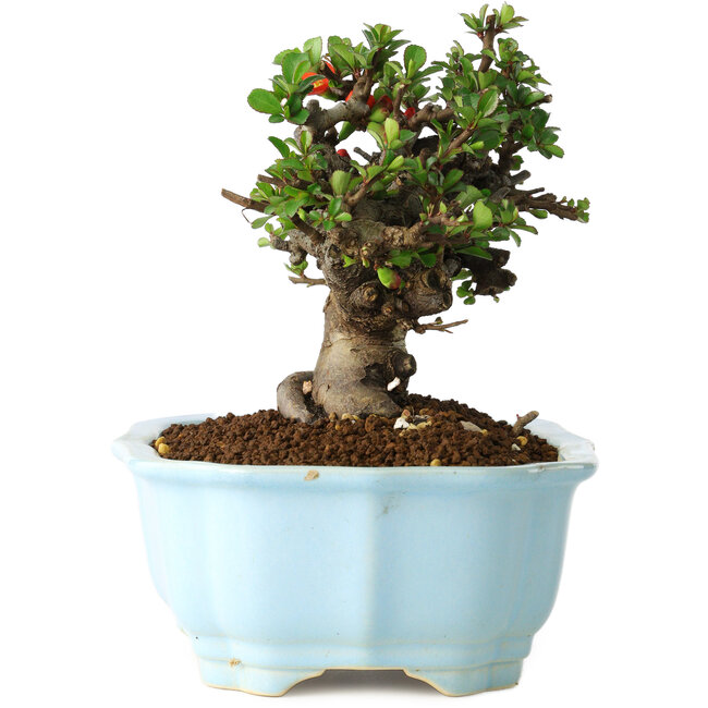 Chaenomeles speciosa, 14 cm, ± 30 anni, con fiori rossi, in un vaso cinese modellato da Yixing