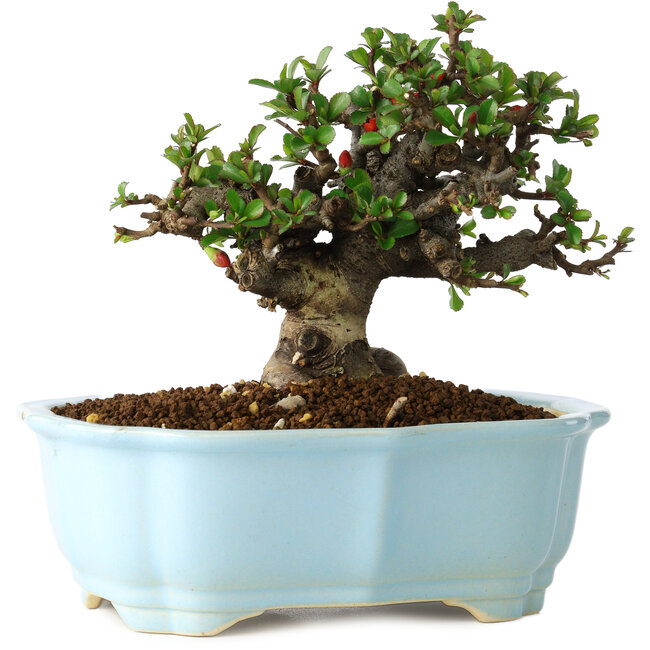 Chaenomeles speciosa, 14 cm, ± 30 years old, with red flowers, in a Chinese molded pot by Yixing