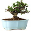 Chaenomeles speciosa, 14 cm, ± 30 years old, with red flowers, in a Chinese molded pot by Yixing