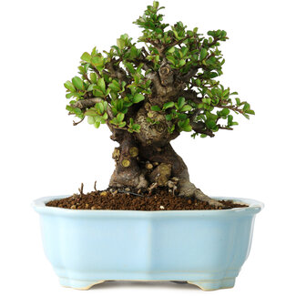 Yixing Chaenomeles speciosa, 17 cm, ± 30 jaar oud