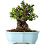 Chaenomeles speciosa, 17 cm, ± 30 years old, with red flowers, in a Chinese molded pot by Yixing