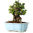 Chaenomeles speciosa, 17 cm, ± 30 jaar oud, met rode bloemen, in een Chinese gegoten pot van Yixing