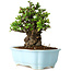 Chaenomeles speciosa, 17 cm, ± 30 years old, with red flowers, in a Chinese molded pot by Yixing