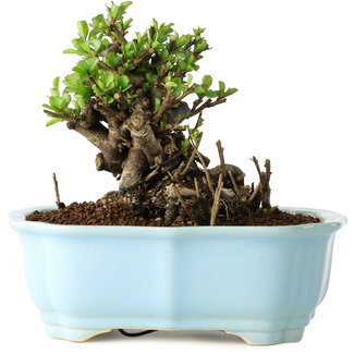 Yixing Chaenomeles speciosa, 12 cm, ± 30 jaar oud