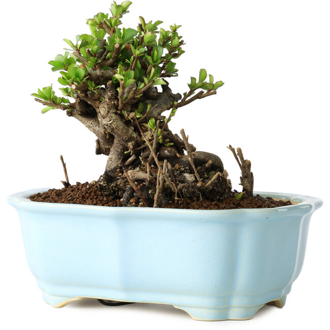 Chaenomeles speciosa, 12 cm, ± 30 jaar oud, met rode bloemen, in een Chinese gegoten pot van Yixing