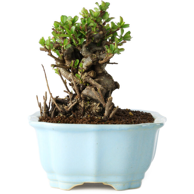 Chaenomeles speciosa, 12 cm, ± 30 anni, con fiori rossi, in un vaso cinese modellato da Yixing