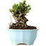 Chaenomeles speciosa, 12 cm, ± 30 Jahre alt, mit roten Blüten, in einem chinesischen Formtopf von Yixing