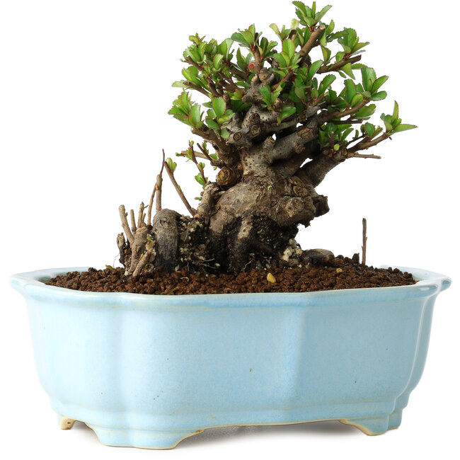 Chaenomeles speciosa, 12 cm, ± 30 anni, con fiori rossi, in un vaso cinese modellato da Yixing