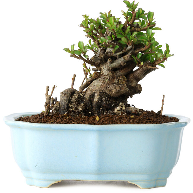 Chaenomeles speciosa, 12 cm, ± 30 Jahre alt, mit roten Blüten, in einem chinesischen Formtopf von Yixing