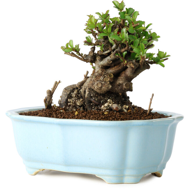 Chaenomeles speciosa, 12 cm, ± 30 Jahre alt, mit roten Blüten, in einem chinesischen Formtopf von Yixing