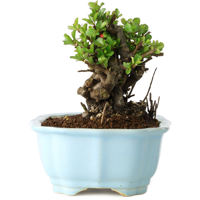 Chaenomeles speciosa, 12 cm, ± 30 anni, con fiori rossi, in un vaso cinese modellato da Yixing