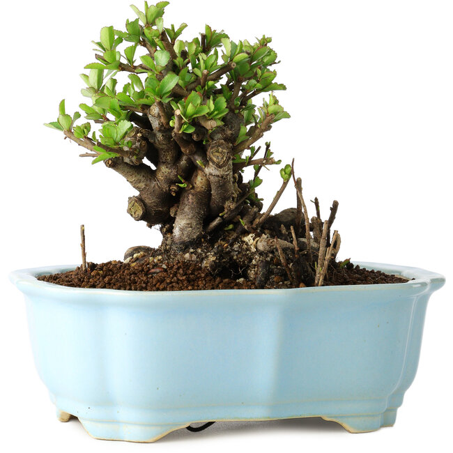 Chaenomeles speciosa, 12 cm, ± 30 Jahre alt, mit roten Blüten, in einem chinesischen Formtopf von Yixing