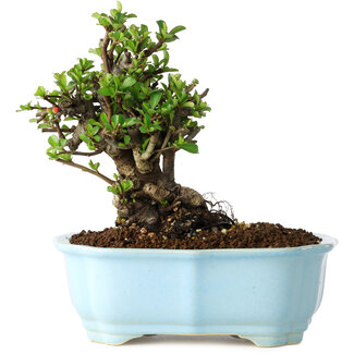 Yixing Chaenomeles speciosa, 16 cm, ± 30 jaar oud