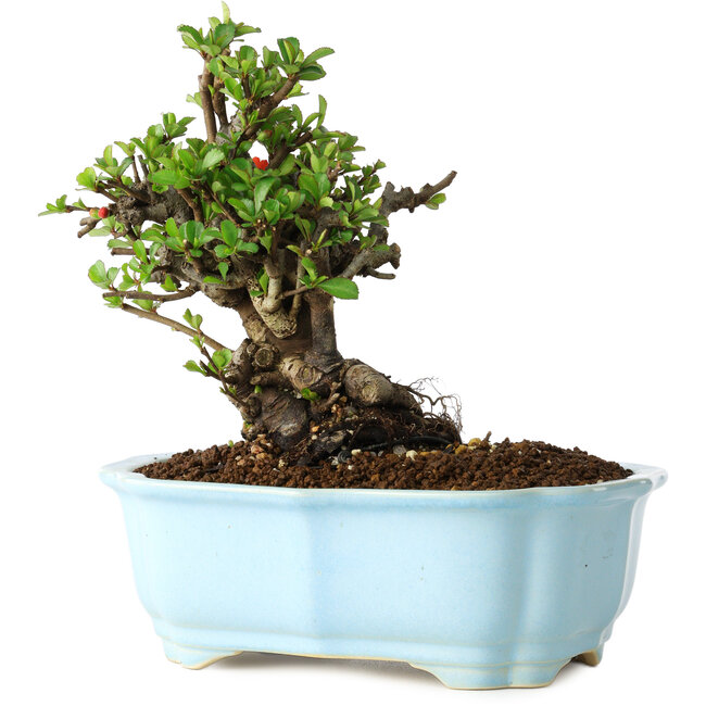 Chaenomeles speciosa, 16 cm, ± 30 ans, à fleurs rouges, dans un pot moulé chinois de Yixing