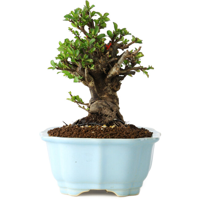 Chaenomeles speciosa, 16 cm, ± 30 años, con flores rojas, en una maceta china moldeada por Yixing