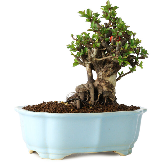 Chaenomeles speciosa, 16 cm, ± 30 jaar oud, met rode bloemen, in een Chinese gegoten pot van Yixing