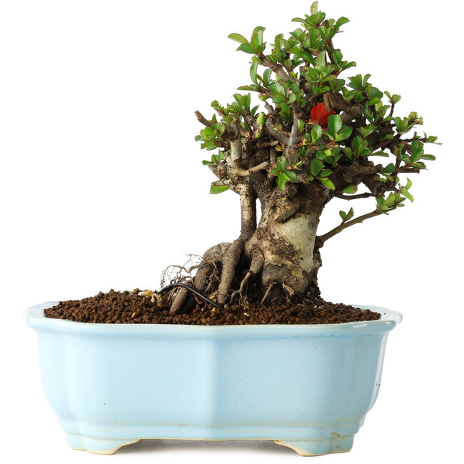 Chaenomeles speciosa, 16 cm, ± 30 ans, à fleurs rouges, dans un pot moulé chinois de Yixing