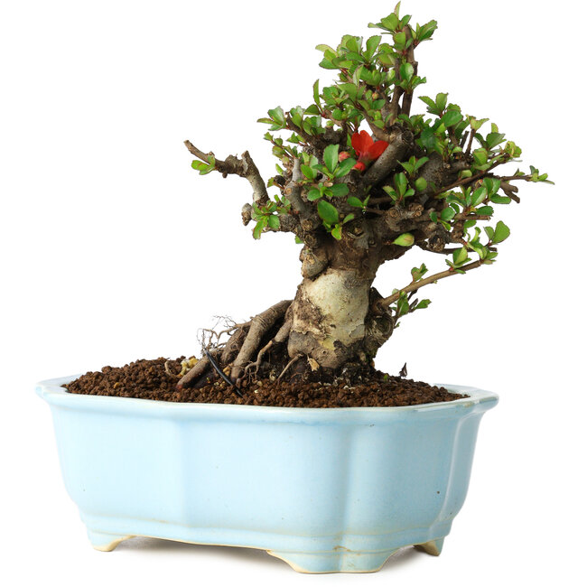 Chaenomeles speciosa, 16 cm, ± 30 ans, à fleurs rouges, dans un pot moulé chinois de Yixing