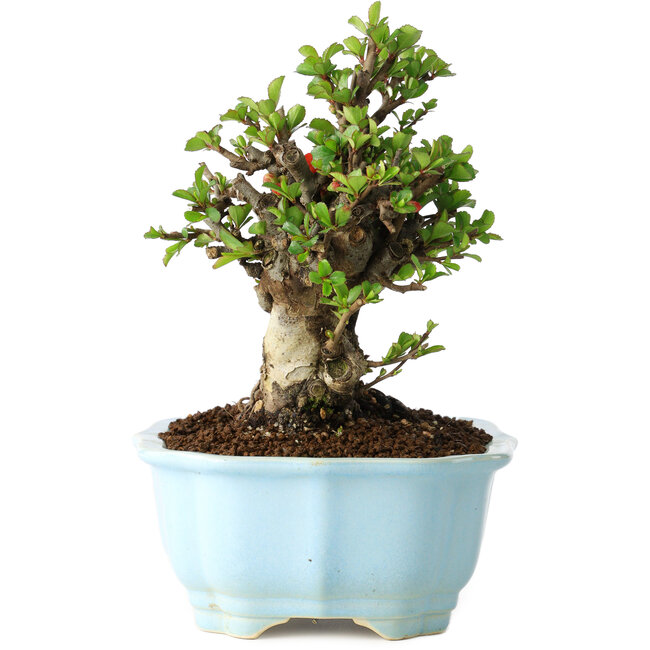 Chaenomeles speciosa, 16 cm, ± 30 ans, à fleurs rouges, dans un pot moulé chinois de Yixing