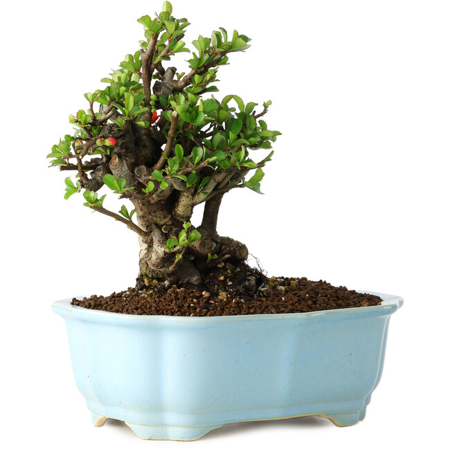 Chaenomeles speciosa, 16 cm, ± 30 años, con flores rojas, en una maceta china moldeada por Yixing