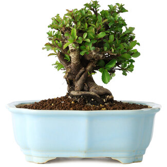 Yixing Chaenomeles speciosa, 14 cm, ± 30 jaar oud